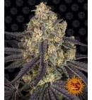 Kush Mintz - BARNEY'S FARM