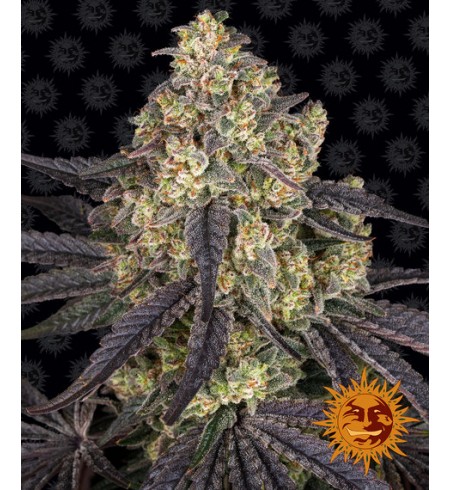 Kush Mintz - BARNEY'S FARM Kush Mintz - BARNEY'S FARM