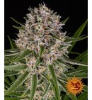 Lemon Haze Auto - BARNEY'S FARM