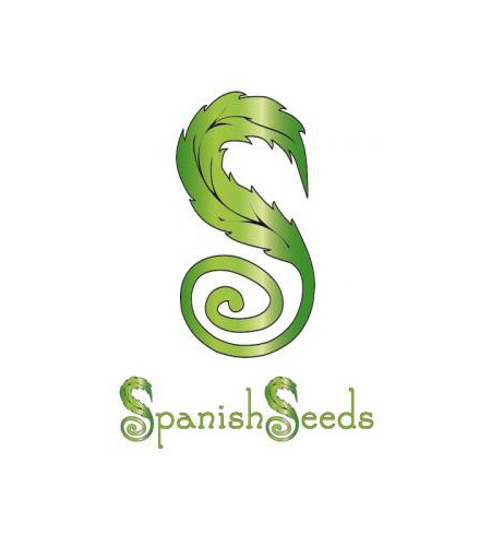 White Widow x Chronic - SPANISH SEEDS White Widow x Chronic - SPANISH SEEDS