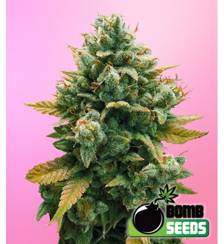 Godfather Bomb - Bomb Seeds