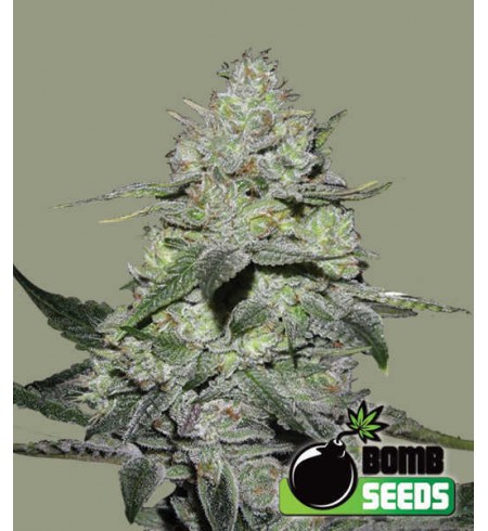 Gorilla Bomb - Bomb Seeds