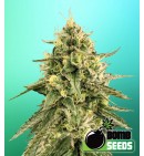 Monkey Bomb - Bomb Seeds