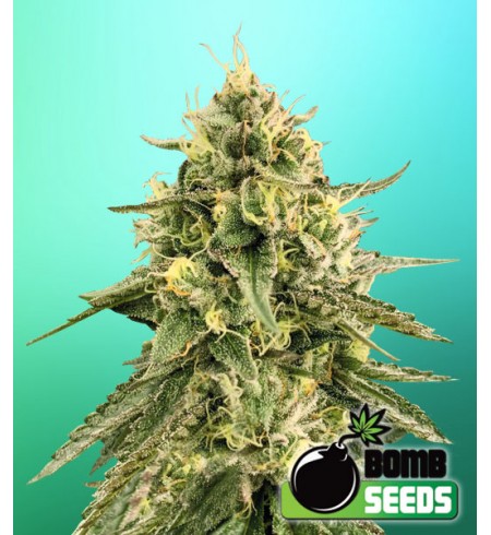 Monkey Bomb - Bomb Seeds