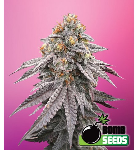 Runtz - Bomb Seeds