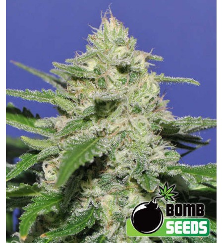 Widow Bomb - Bomb Seeds