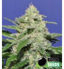 Widow Bomb - Bomb Seeds