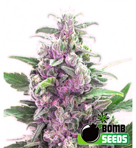 THC Bomb Auto - Bomb Seeds