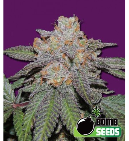 Cherry Bomb Auto - Bomb Seeds