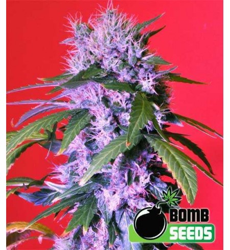 Berry Bomb Auto - Bomb Seeds