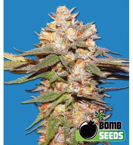 Big Bomb Auto - Bomb Seeds