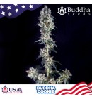 Cookie - BUDDHA SEEDS