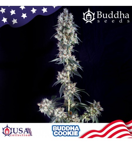 Cookie - BUDDHA SEEDS Cookie - BUDDHA SEEDS