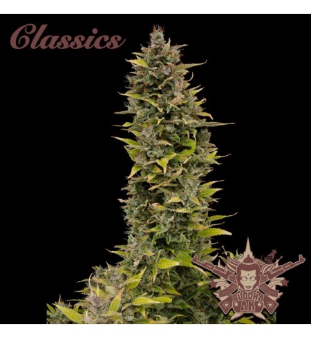 Buddha AK - BUDDHA SEEDS