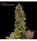 Buddha AK - BUDDHA SEEDS