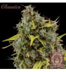 Buddha Amnesia - BUDDHA SEEDS