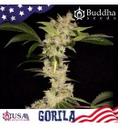 Gorilla - BUDDHA SEEDS