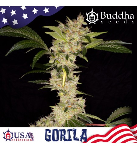 Gorilla - BUDDHA SEEDS