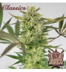 Diesel - BUDDHA SEEDS