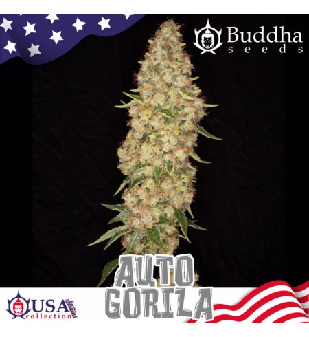 Gorilla Auto - BUDDHA SEEDS