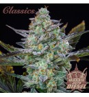 Diesel Auto - BUDDHA SEEDS