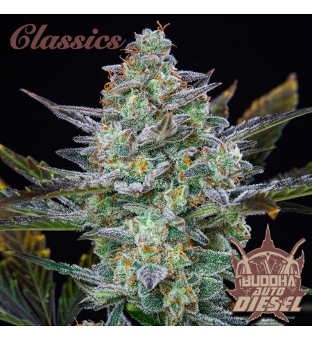 Diesel Auto - BUDDHA SEEDS