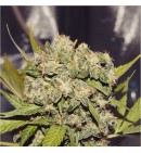 Orange Bud AUTO - SPANISH SEEDS