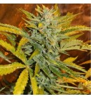 Orange Bud AUTO - SPANISH SEEDS