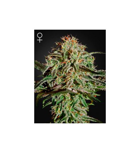 A.M.S. - GREEN HOUSE SEEDS A.M.S. - GREEN HOUSE SEEDS