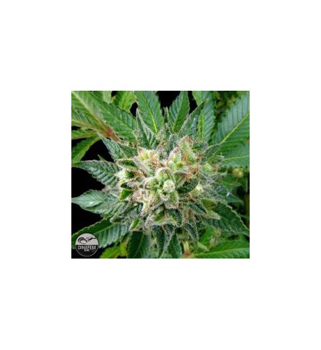 Diesel - DINAFEM Diesel - DINAFEM