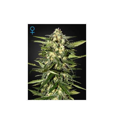 Jack Herer Auto Jack Herer Auto