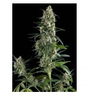 Amnesia Gold Auto - PYRAMID SEEDS