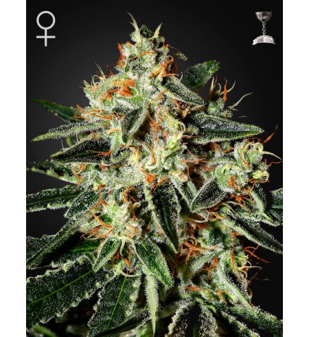GH Cheese - GREEN HOUSE SEEDS