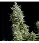 Alpujarrena AUTO - PYRAMID SEEDS