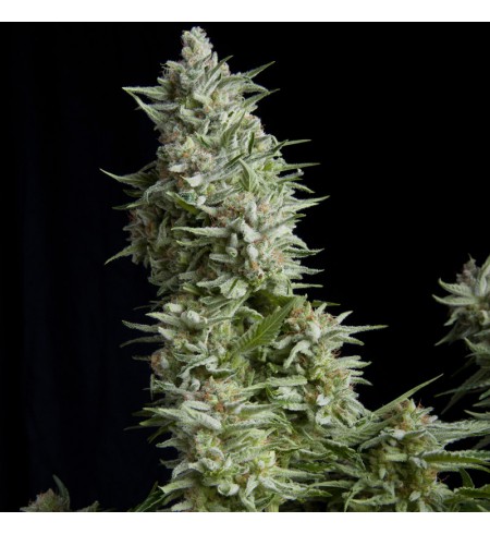 Alpujarrena AUTO - PYRAMID SEEDS Alpujarrena AUTO - PYRAMID SEEDS