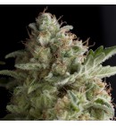 American Pie Auto - PYRAMID SEEDS