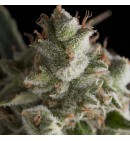 Fresh Candy Auto - PYRAMID SEEDS