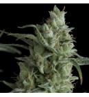 Kryptonite AUTO - PYRAMID SEEDS