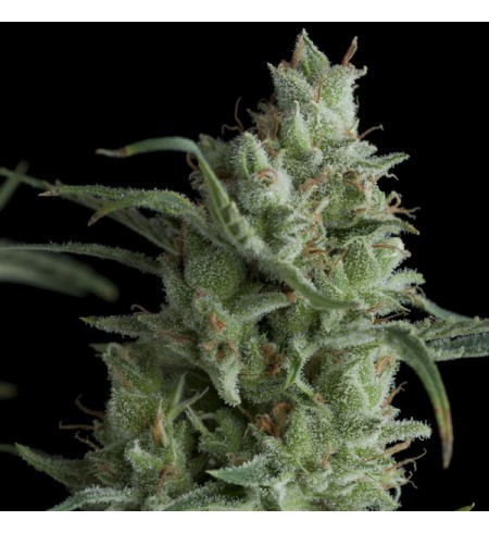 Kryptonite AUTO - PYRAMID SEEDS