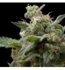 Shark AUTO - PYRAMID SEEDS