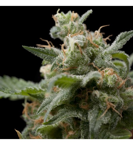 Shark AUTO - PYRAMID SEEDS Shark AUTO - PYRAMID SEEDS