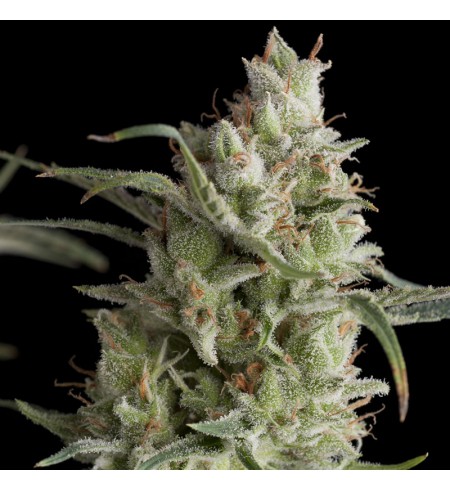 Super OG Kush AUTO - PYRAMID SEEDS Super OG Kush AUTO - PYRAMID SEEDS