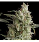 Super OG Kush Auto - PYRAMID SEEDS