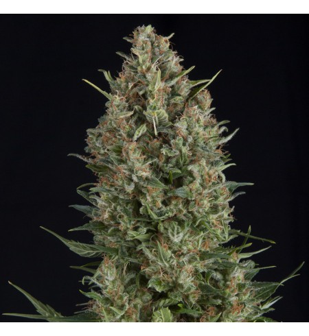 Wembley AUTO - PYRAMID SEEDS Wembley AUTO - PYRAMID SEEDS
