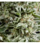 Auto Amnesia Gold - PYRAMID SEEDS