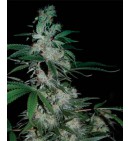 American Pie - PYRAMID SEEDS