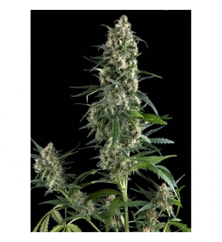 Amnesia Gold - PYRAMID SEEDS