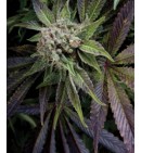 Blue Pyramid - PYRAMID SEEDS