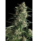 Galaxy - PYRAMID SEEDS