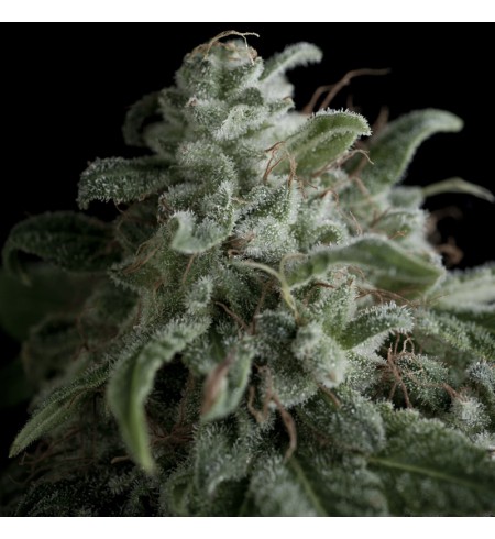 Nefertiti AUTO - PYRAMID SEEDS Nefertiti AUTO - PYRAMID SEEDS